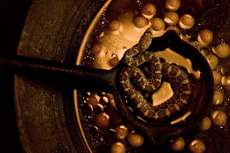 Snake Soup