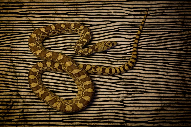 Striped