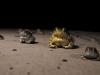 King of the Toads