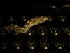 Slither #6