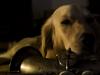 Boone #2