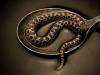 Snake Soup #5