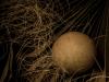 Yttrian Pong Bird Nest