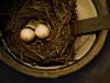Bird's Nest Soup #3