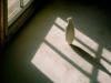 The Shadow