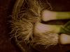 Leeks (Alphabet Series #2-L)