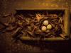 Nested #21